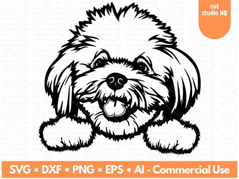 Bichón SVG Bichón Png Bichón Dxf Bichón Eps Archivo vectorial de