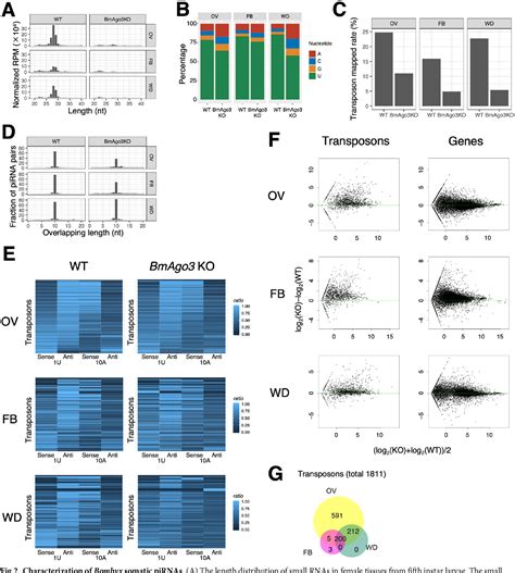 Figure From Non Gonadal Somatic Pirna Pathways Ensure Sexual