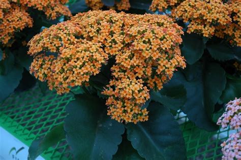 Kalanchoe Blossfeldiana Veranda Orange Kalanchoe Garden Center Marketing