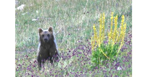 Gli Orsi Orfani Di Amarena Sono Usciti Dal Letargo Sani E Salvi