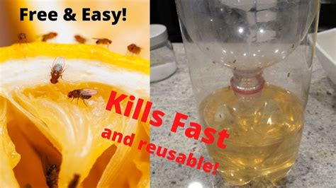 How To Make A Gnat Fruitfly Trap Youtube