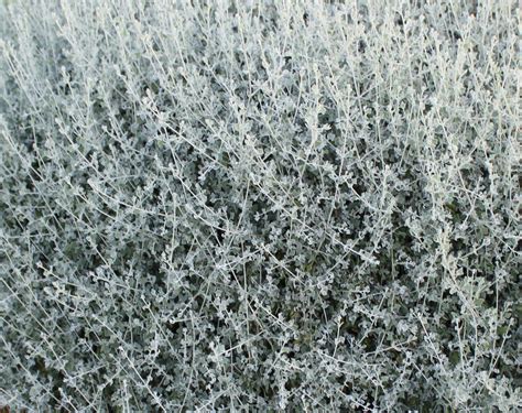 aussie hedge bush  plant hub