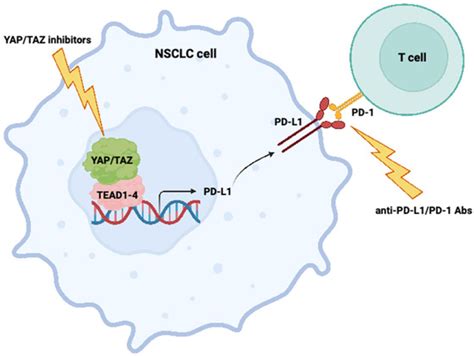 Cells Free Full Text Targeting Yaptaz In Combination With Pd L1