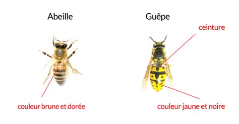 Abeille Ou Guepe Hotsell Cpshouston Net