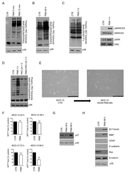 Phorbol Myristate Acetate Pma Treatment Induces Phospho Protein