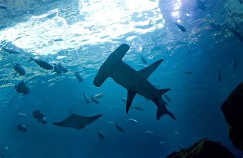 Hammerhead Shark - Description, Habitat, Image, Diet, Interesting Facts