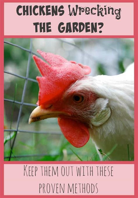 How To Keep Chickens Out Of The Garden