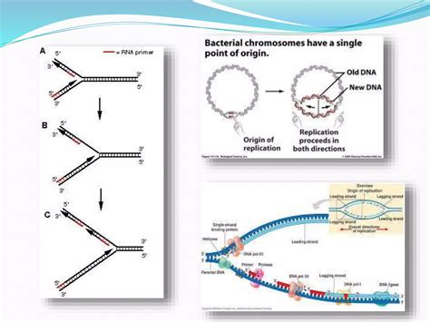 Prokaryotic Dna Replication Ppt