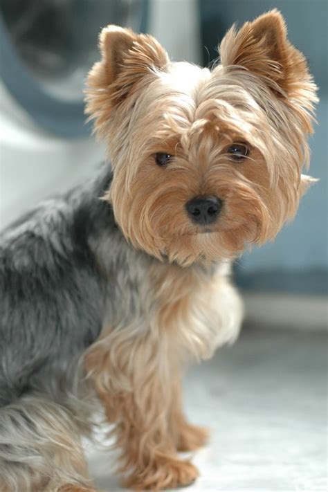 43 Best Images About Yorkies Haircuts On Pinterest