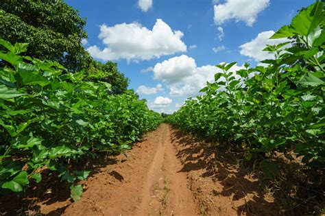 Mulberry Plantation Stock Photo - Download Image Now - 2015 ...