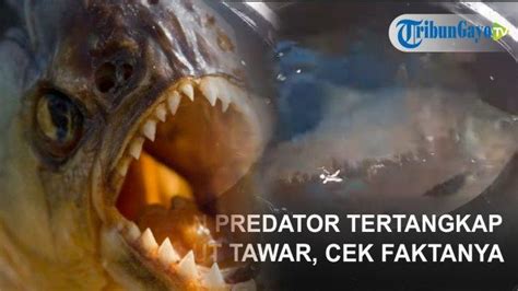 Ikan Predator Danau Lut Tawar Bergigi Tajam Satu Genus Dengan Piranha