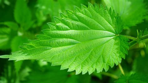 Urtica Dioica Soma Tips