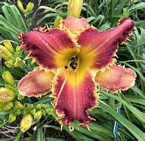 GOPHER TEETH – Keast Daylily Gardens