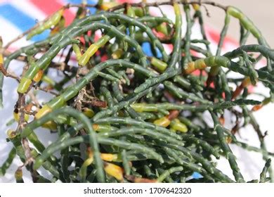 Salicornia Edible Plants Growing Salt Marshes Stock Photo 1709642320 | Shutterstock