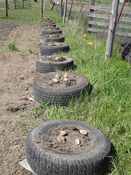 Growing Potatoes In Old Tires