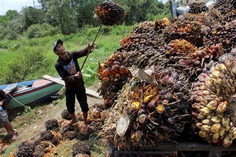 Ironi Harga Minyak Goreng Yang Mendidih Di Negeri Penghasil Terbesar