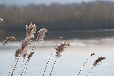 Free Images Landscape Tree Nature Branch Winter Plant Field Morning Flower Lake