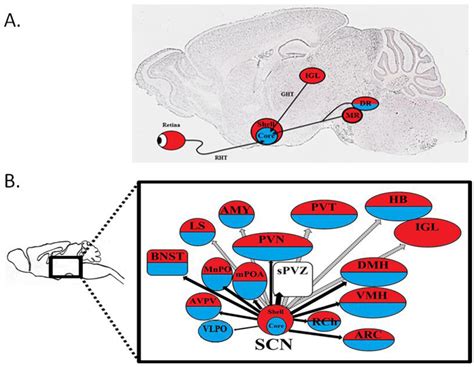 Sex Differences In Circadian Timing Systems Implications For Disease PMC