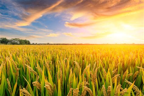 Ripe rice field and sky background at sunset - Monty's Plant Food