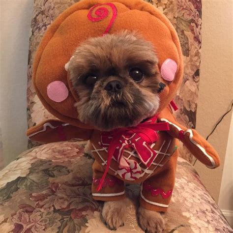 Gingerbread Pup Dog Costume | BaxterBoo