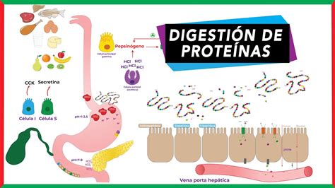 Digestión de proteínas absorción y transporte de aminoácidos YouTube