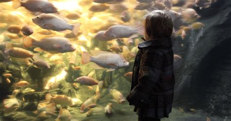 Cu Nto Cuesta La Entrada Al Acuario Michin Guadalajara En Sitio