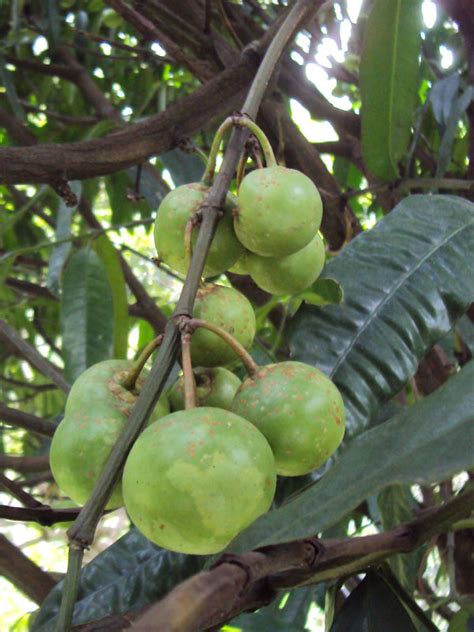 Gamboge Fruit Tree (garcinia xanthochymus) – Real Tropicals