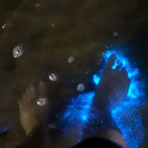 EARTH FOCUS On Instagram Walking Through Bioluminescent Plankton May