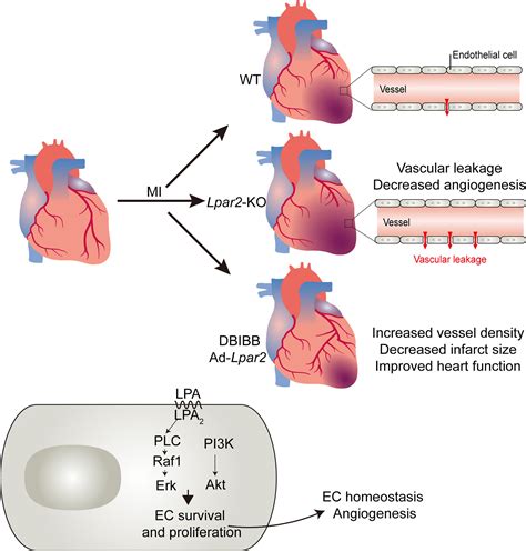 Endothelium Heart