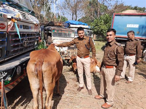 Jharkhandगौ तस्करों के खिलाफ एसएसपी राँची के निर्देश पर बड़ी कार्रवाई