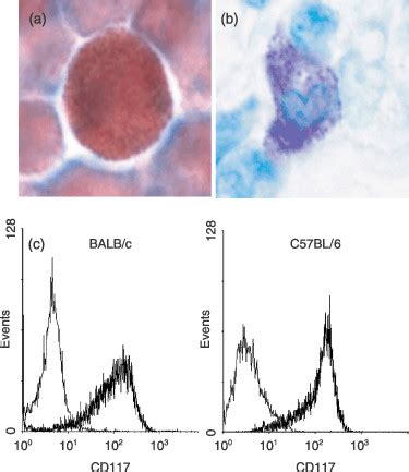 Staining Of Mast Cells And Cd Expression A Mast Cells Derived