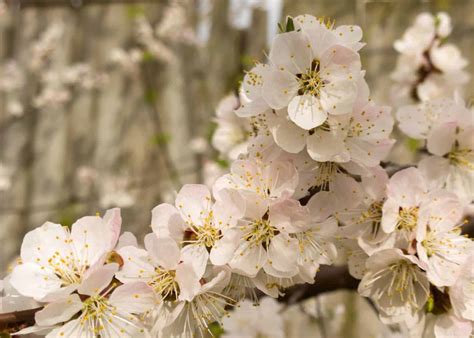 When Do Apricot Trees Bloom 🌸 🍑 Your Guide To Apricot Blossoms Timeline