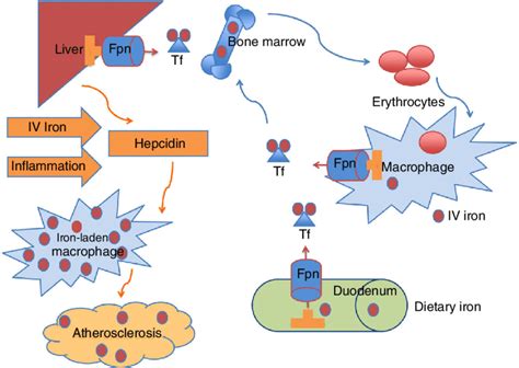 Iron Circulates In The Bloodstream Bound To Transferrin Tf The