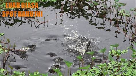 Spot Baru Ikan Nya Menganga Semua Mancing Sepat Siam Di Daerah Rawa