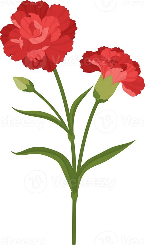 Red Carnation Flower Hand Drawn Illustration Png