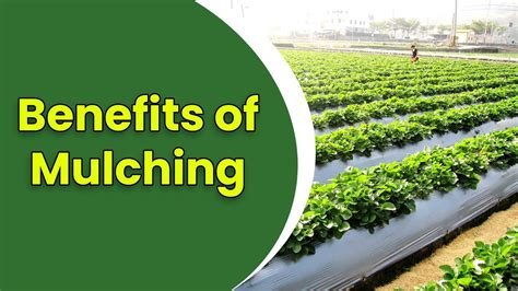 3 Main Benefits Of Mulching In Farming Mulching In Agriculture