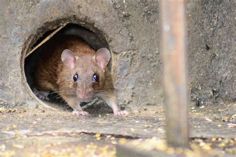 15 Unique Characteristics Of Rats Wildlife Informer