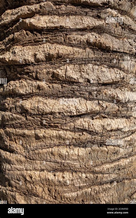 Palm Tree Bark Texture Stock Photo Alamy