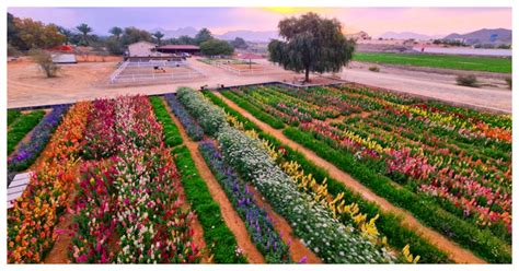 This Ras Al Khaimah Based Flower Farm Is UAE S Best Kept Secrets