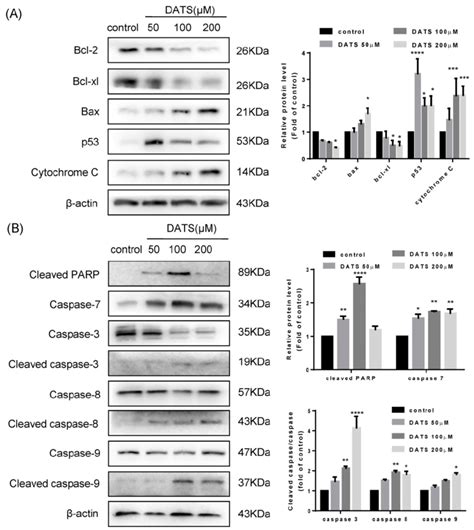 Western Blot Analysis Of The Levels Of The Apoptosis Related Protein In Download Scientific