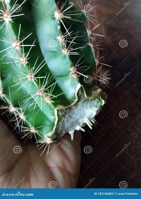 Cactus Cutting With A Knife And Taking Roots In The Air Before Planting