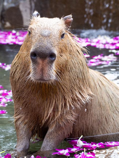 Create Meme The Capybara Funny Capybaras Capybara With A Wreath Of