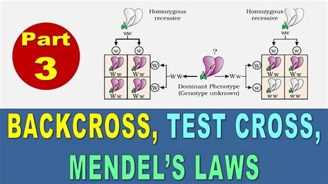 Principles Of Inheritance And Variation Part Back Cross Test