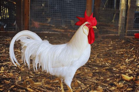 White Leghorn Chickens Complete Breed Profile