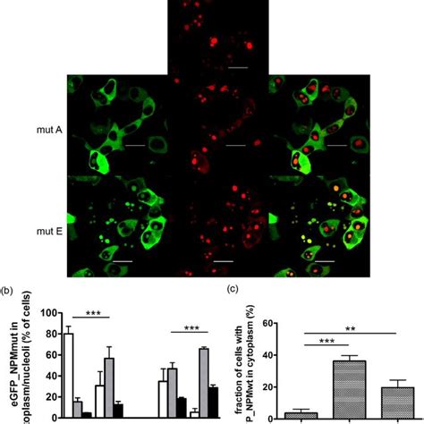 Interaction Between Wild Type And Mutant Affects Localization Of