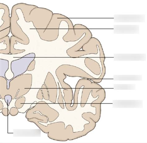 Neuroanatomy 12 Part 2 Diagram Quizlet