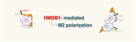 Inducing M2 Polarization A Surprising Function Of Hmgb1 News