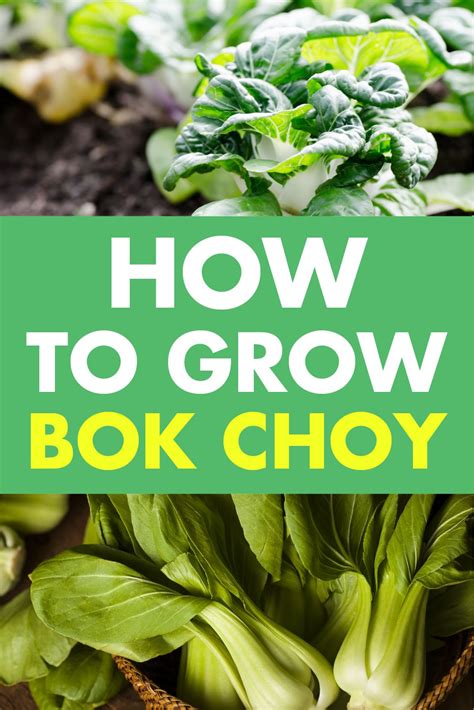 Bok Choy How To Grow Reumvegetable