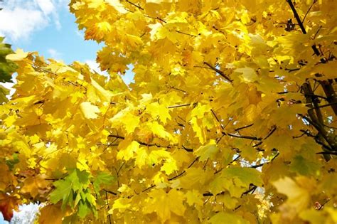 Naturaleza Oto Al Ramas De Follaje Amarillo De Un Rbol Con Hojas De