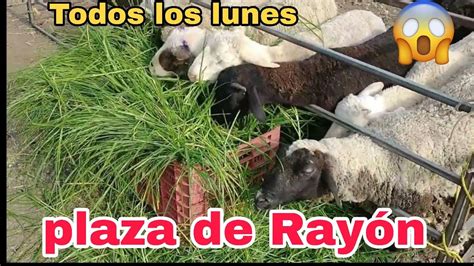 Plaza Ganadera Ixtlahuaca De Rayon Todos Los Lunes Youtube